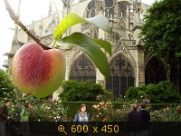 Париж, Нотр-Дам-де-Пари (напротив)