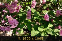 (СПб) Сирень