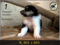 Животные, Украина, картинка 3439271.jpg