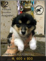 Животные, Украина, картинка 3439486.jpg