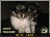 Животные, Украина, картинка 3441521.jpg