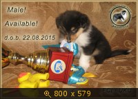 Животные, Украина, картинка 3445273.jpg