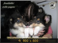 Животные, Украина, картинка 3472326.jpg