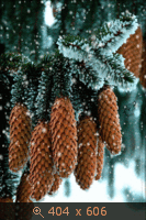 зима ель шишки снег