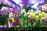 Цветочный рынок