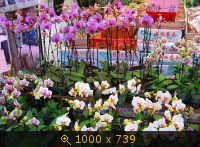 Цветочный рынок
