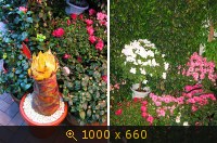 Цветочный рынок