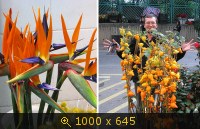 Цветочный рынок