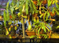 Цветочный рынок