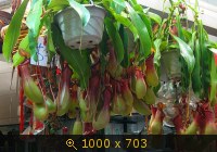 Цветочный рынок