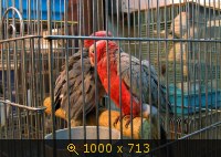 Птичий рынок