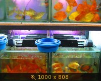 Рынок аквариумных рыбок