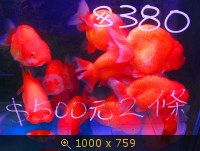 Рынок аквариумных рыбок