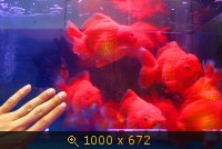 Рынок аквариумных рыбок