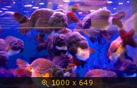 Рынок аквариумных рыбок