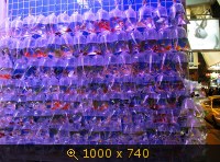 Рынок аквариумных рыбок