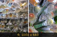 Рынок аквариумных рыбок