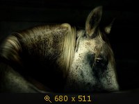 Животные, Мир, картинка 1391166.jpg