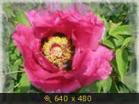 Цветок. Мальва.