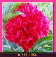 Цветок.Пион.