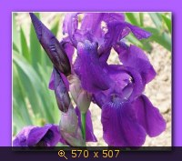 Цветок.ПЕтушок.