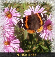 Осенний цветок МОРОЗ.