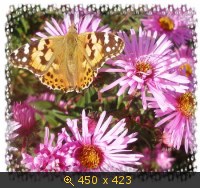 Осенний цветок МОРОЗ.