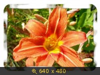 Жёлтая лилия.