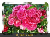 Плетистая роза.