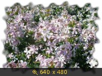 Цветы мыльнянки.