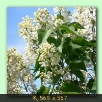 Белая сирень.