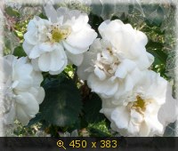 Белые розы.