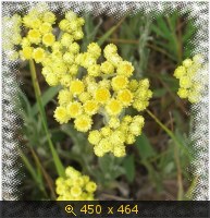 Цветы бессмертника.