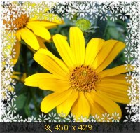 Жёлтая ромашка.