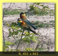 Золотые птицы.