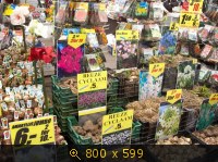 Город, Нидерланды (Голландия), Across the Universe, картинка 273157.jpg