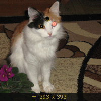 андроид от гибдд гу мвд